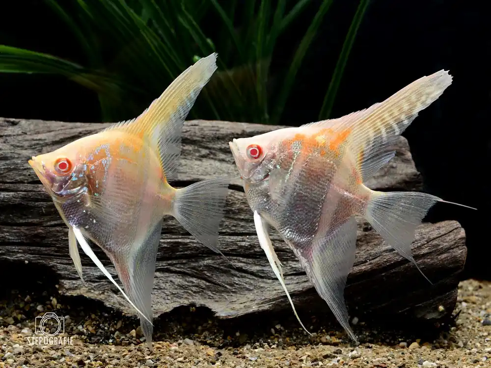 Preiswert Albino Manacapuru Rotrücken Skalar (Pterophyllum scalare var.)